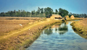 क्षेत्रीय महत्व और उपयोगिता