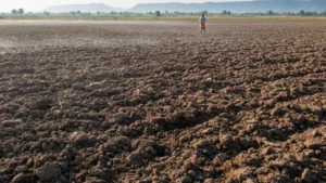 Soil Solarization Effect